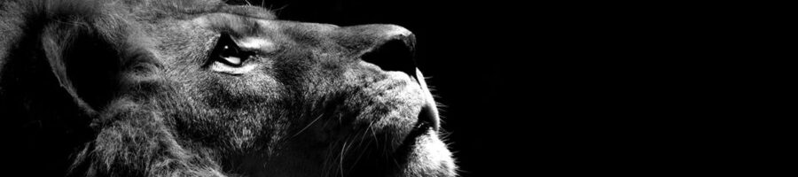 How to Think About the Names of Christ