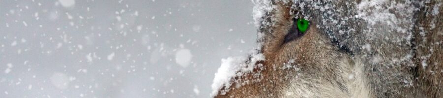 Woe to the Shepherds – Jeremiah 23:1 (Part 1)