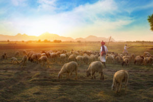 The Kind of Shepherds God Raises Up (Part 1) – Jeremiah 23:4