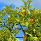 Fruitfulness