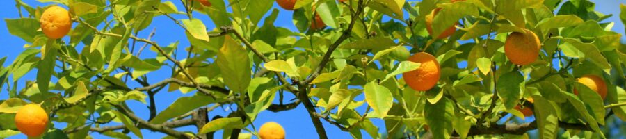 Fruitfulness