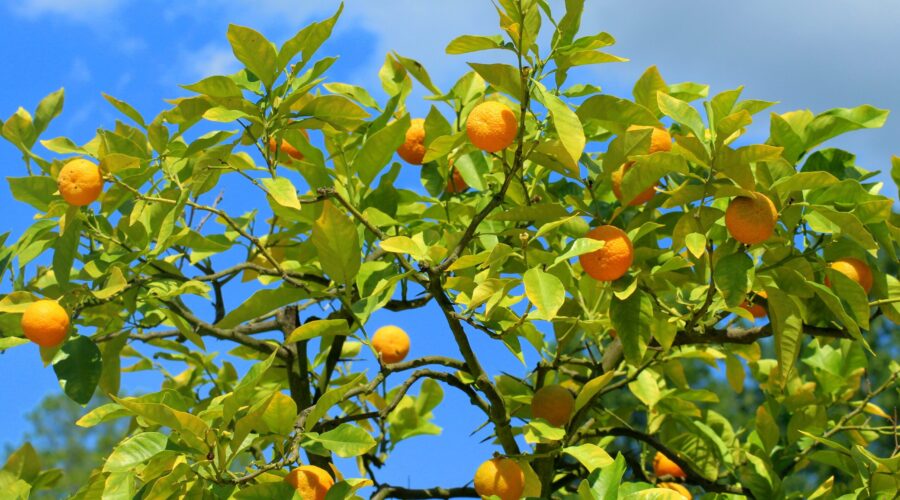 Fruitfulness